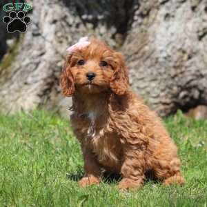 Hailey, Cavapoo Puppy